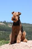 AIREDALE TERRIER 280